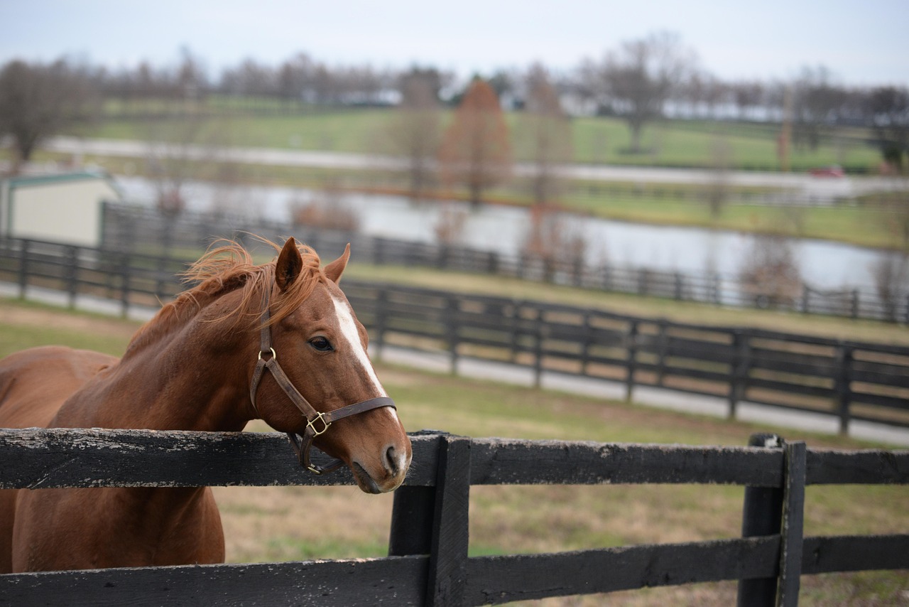 Horse at bluegrass farm fence, Kentucky